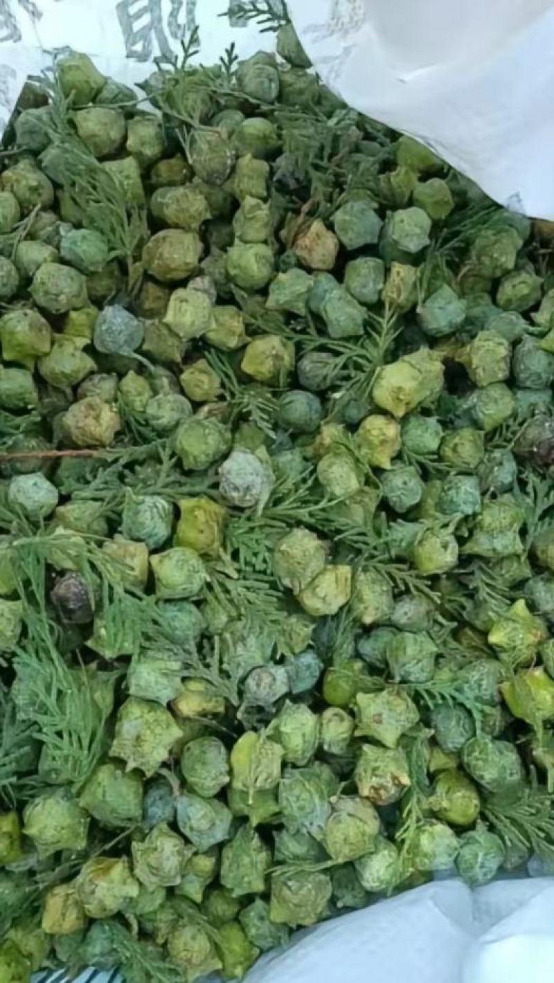 河南柏树籽