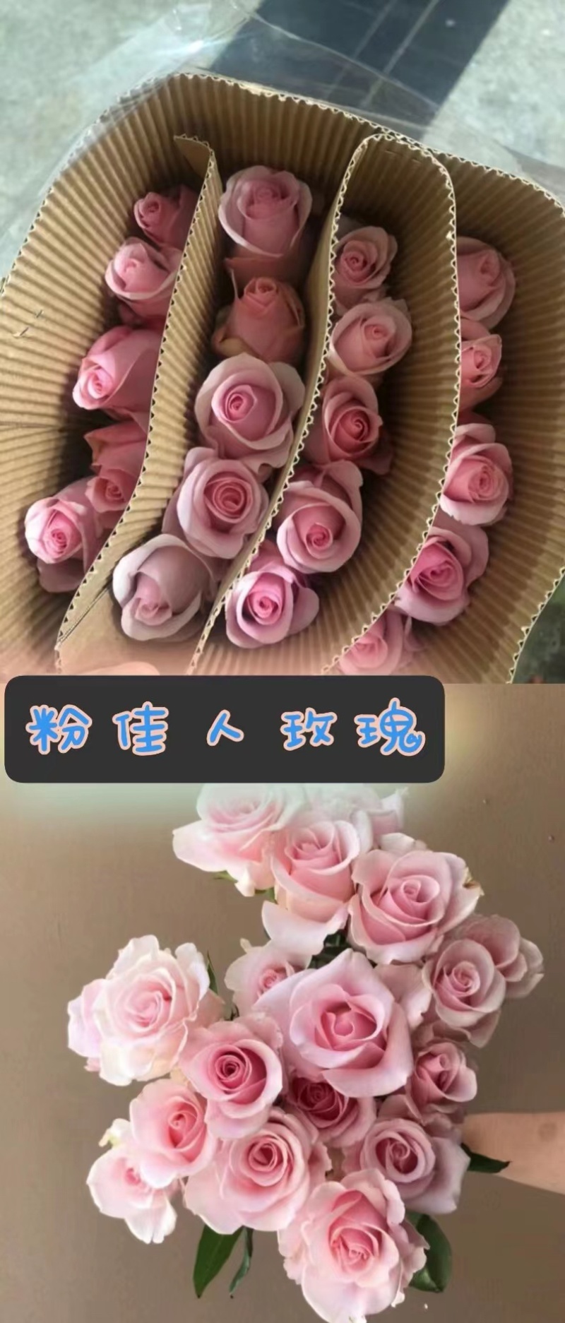 【精选】云南玫瑰花苗，鲜花种苗，规格齐全，产地直供