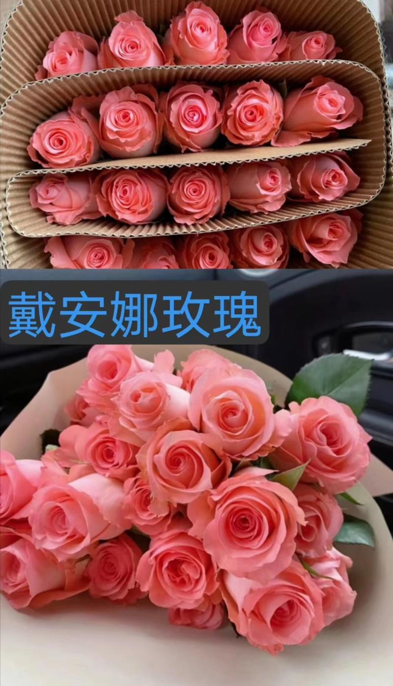 【精选】云南玫瑰花苗，鲜花种苗，规格齐全，产地直供