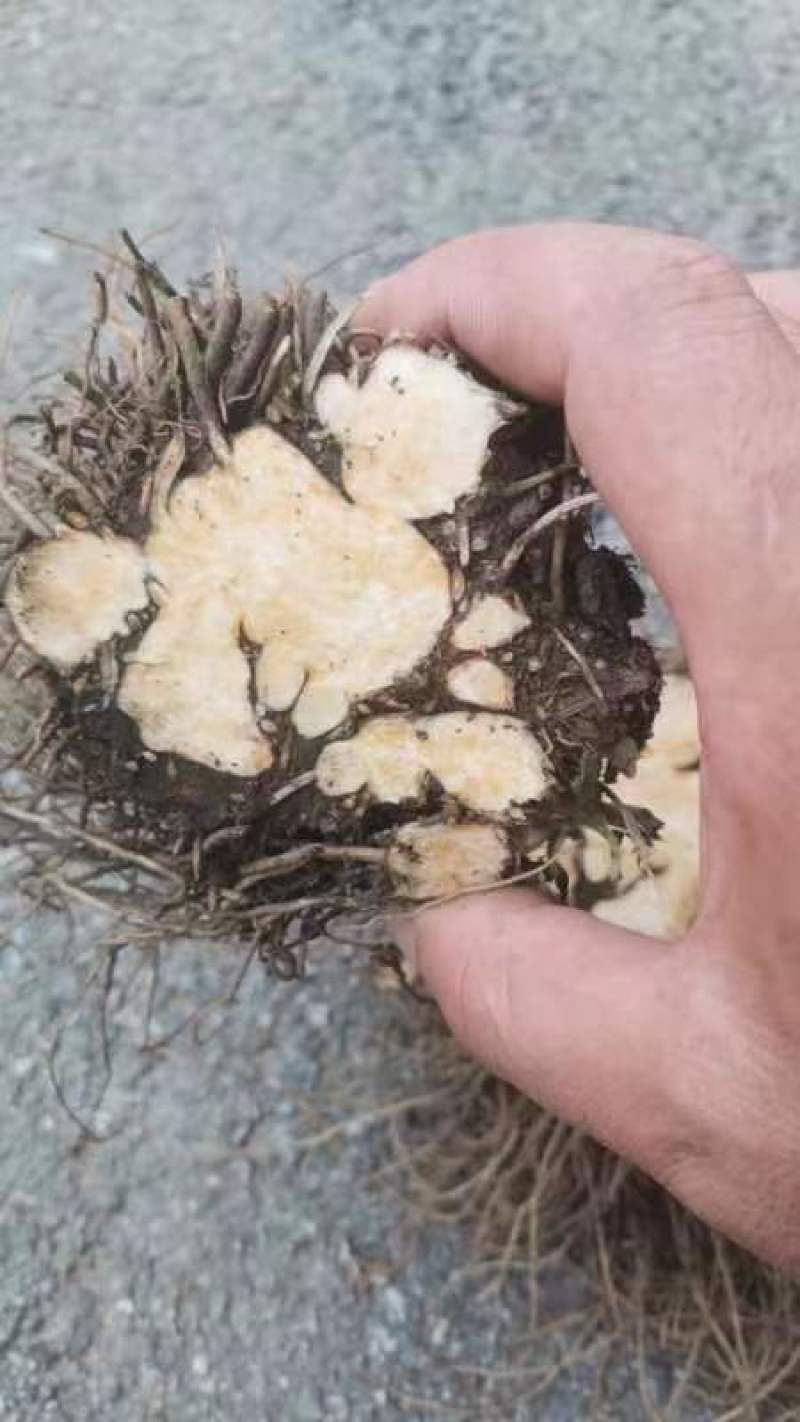 朱砂点北苍术