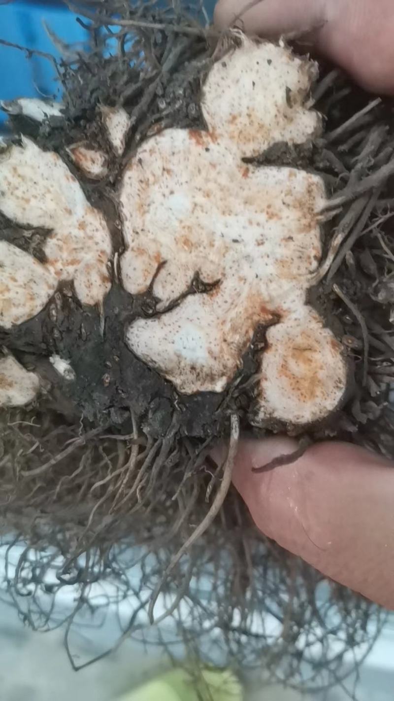 朱砂点北苍术