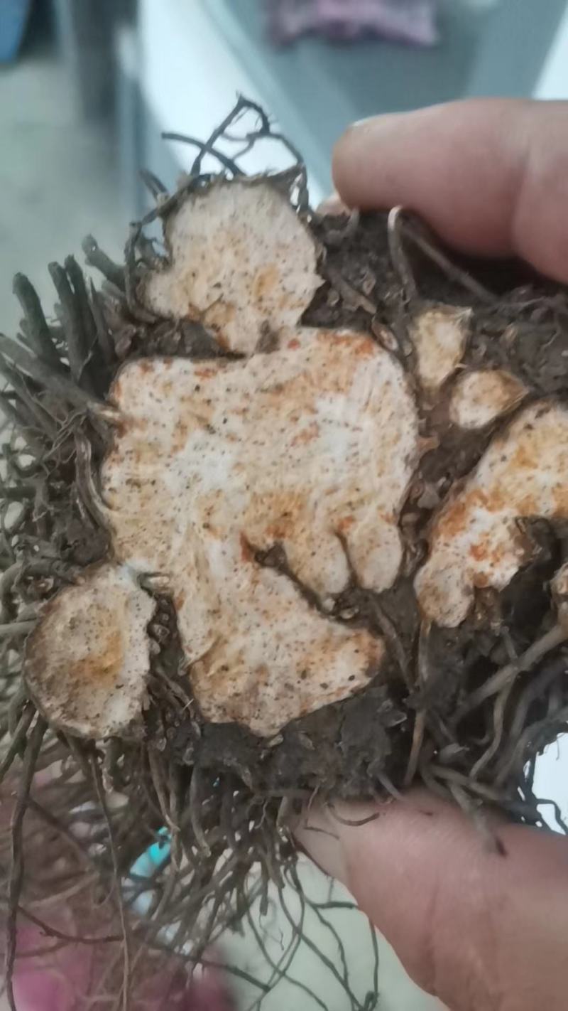 朱砂点北苍术