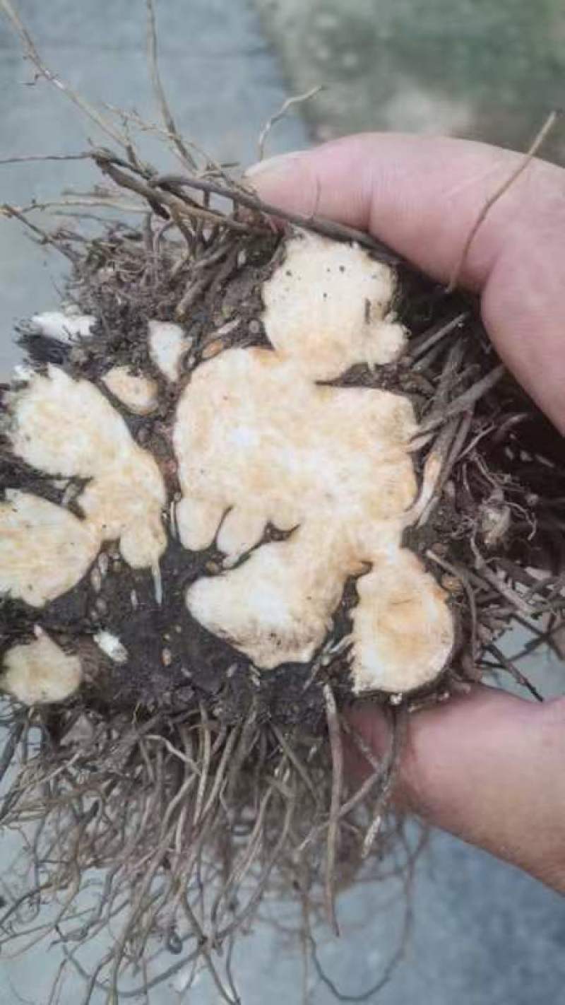 朱砂点北苍术