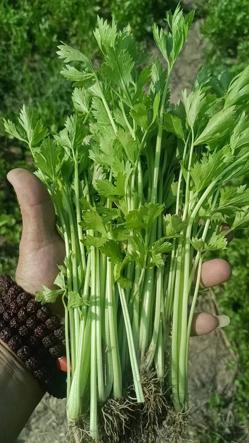 芹菜苗山东法国皇后西芹苗保证品质，成活率高