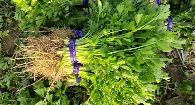 芹菜苗山东法国皇后西芹苗保证品质，成活率高