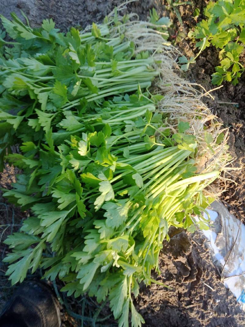 芹菜苗山东法国皇后西芹苗保证品质，成活率高