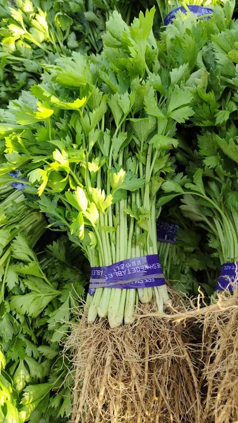 芹菜苗山东法国皇后西芹苗保证品质，成活率高