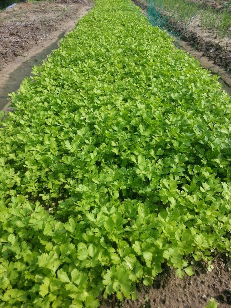 芹菜苗山东法国皇后西芹苗保证品质，成活率高