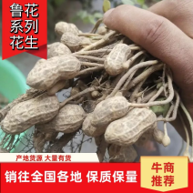 【精选】鲜花生种植基地！沙地鲁花小花生籽粒饱满！口感好！