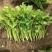山东芹菜苗法国皇后西芹苗基地直供成活率高包技术