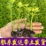 山东芹菜苗法国皇后西芹苗基地直供成活率高包技术