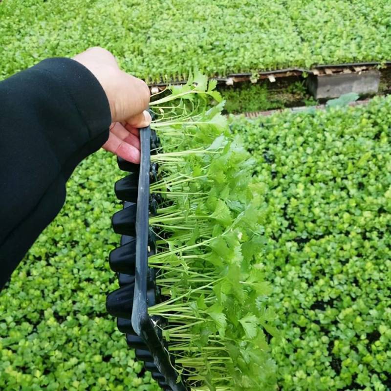 山东芹菜苗法国皇后西芹苗基地直供成活率高包技术
