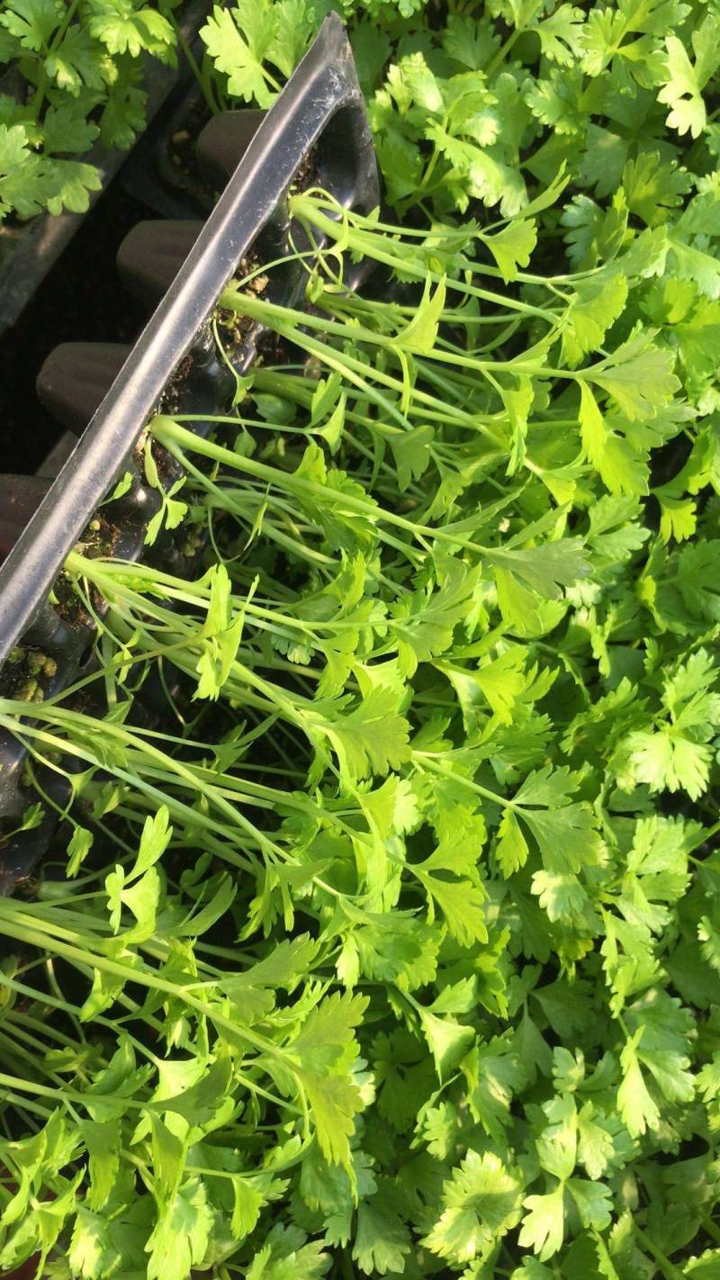 山东芹菜苗法国皇后西芹苗基地直供成活率高包技术