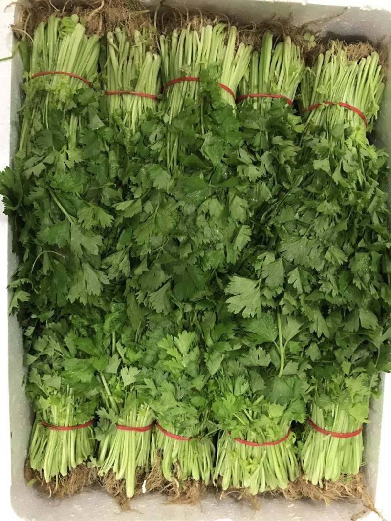 山东芹菜苗法国皇后西芹苗基地直供成活率高包技术