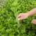 山东芹菜苗法国皇后西芹苗基地直供成活率高包技术