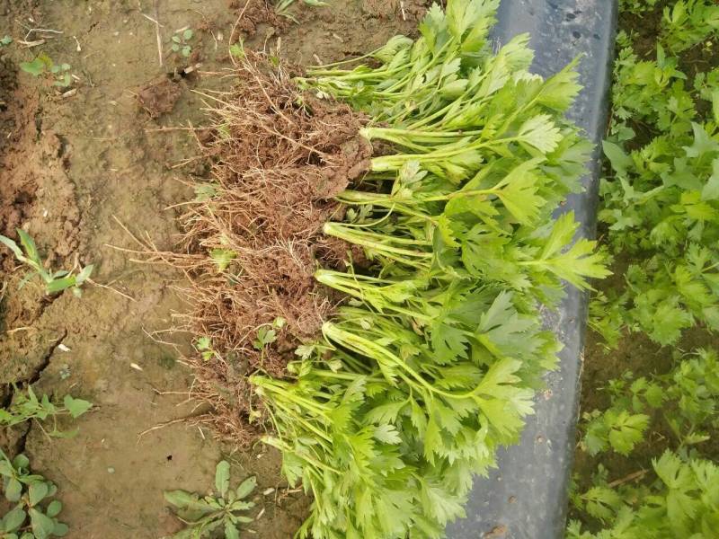 山东芹菜苗法国皇后西芹苗基地直供成活率高包技术