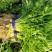 山东芹菜苗法国皇后西芹苗基地直供成活率高包技术