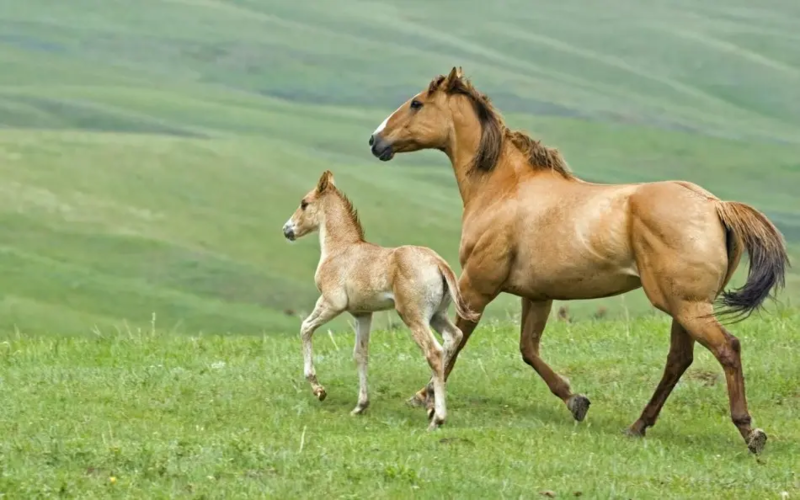 【马】半血马内蒙草原放养马一手货源无中间商提供技术
