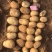 榆林土豆大量上市,黄心土豆2到8两3到8两各种规格国外货
