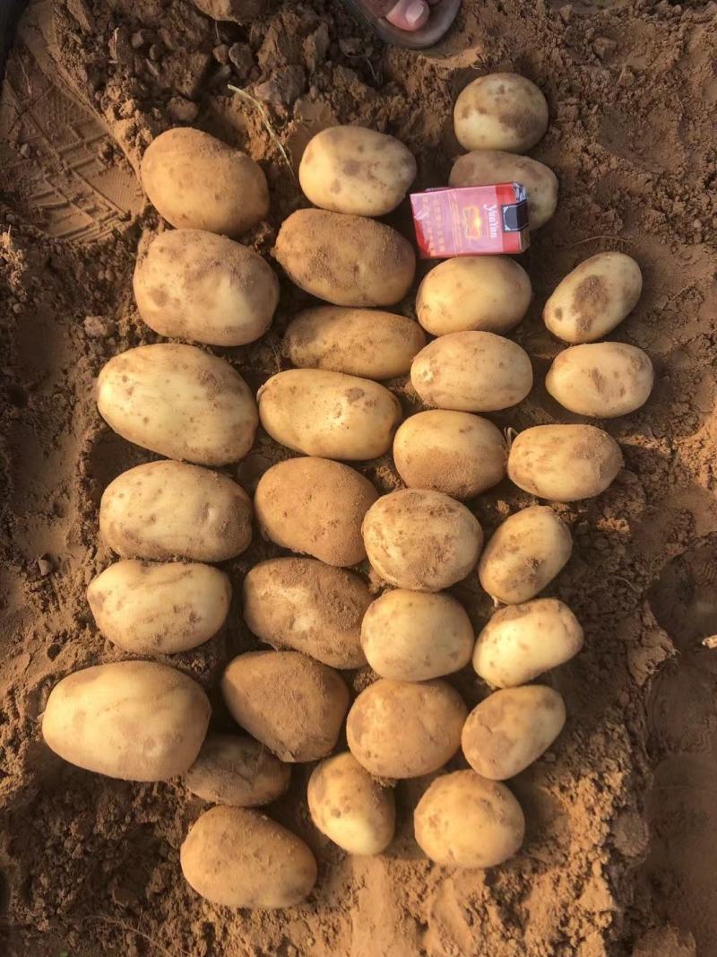 榆林土豆大量上市，黄心土豆2到8两3到8两各种规格国外货