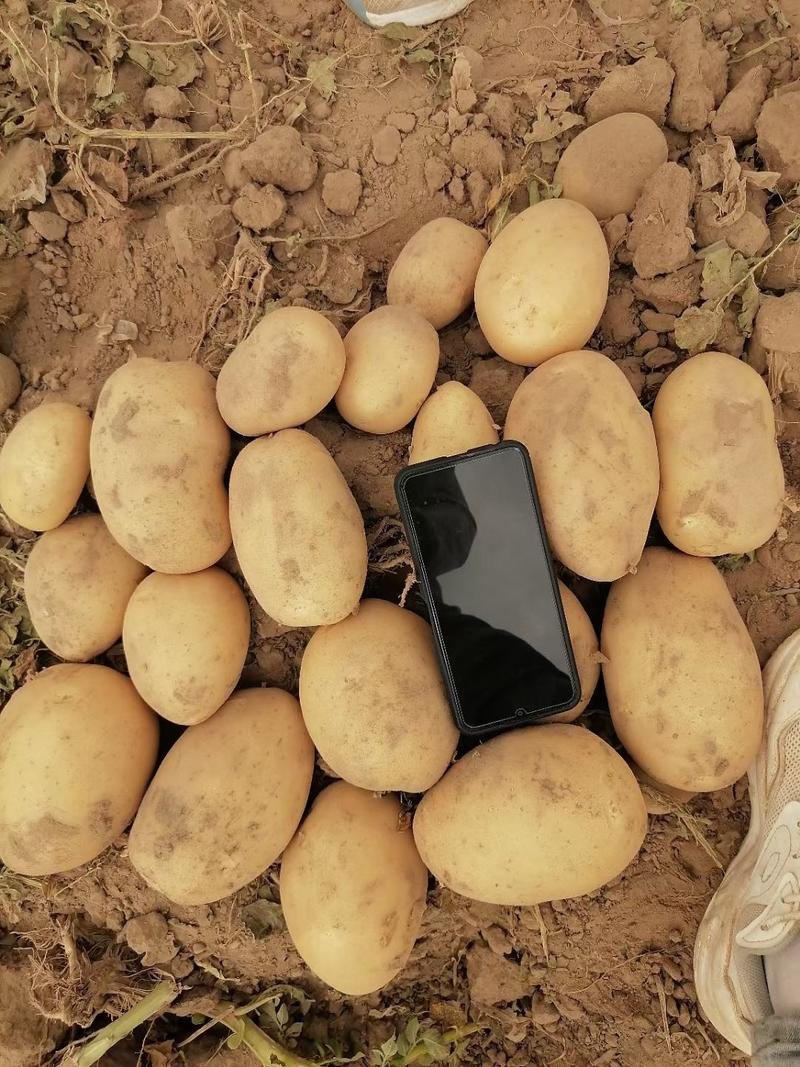 榆林土豆大量上市，2到8两3到8两各种规格国外货
