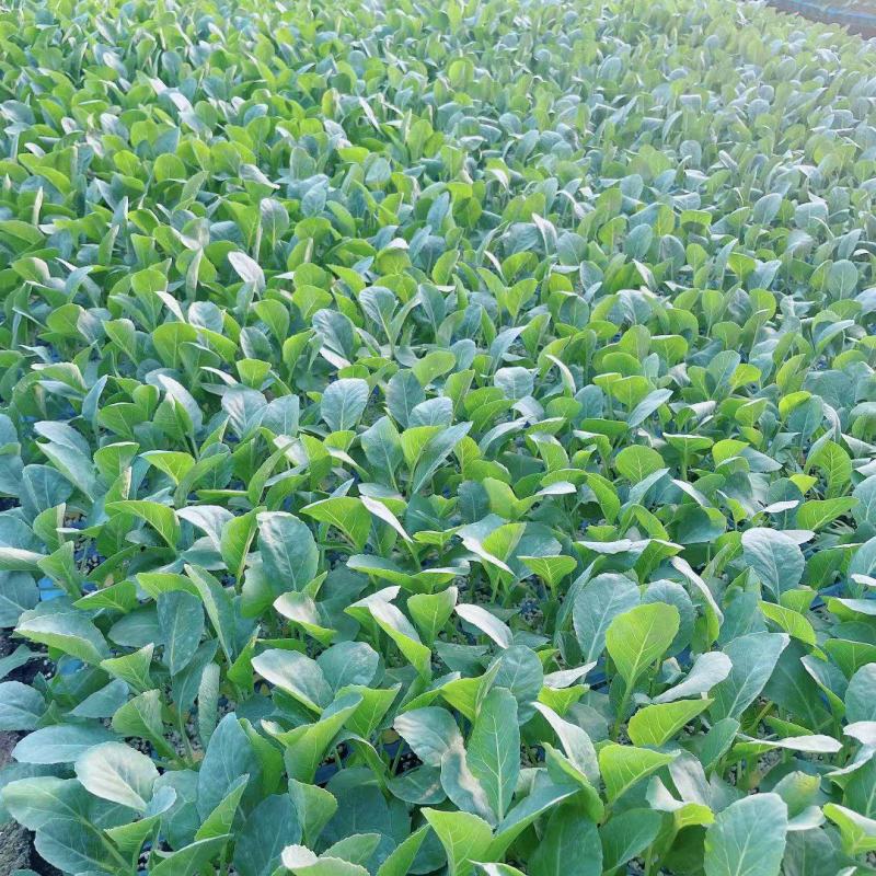 【精选】西兰花苗山东产地诚信服务提供种植技术发货方便