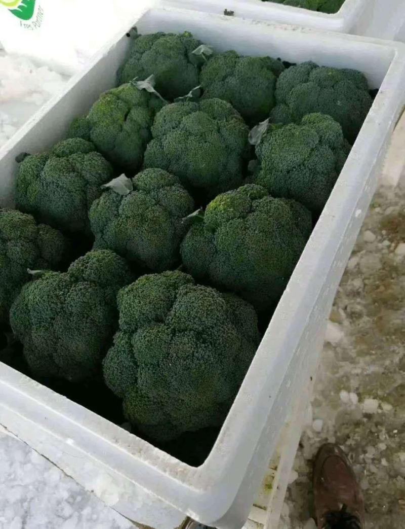 【精选】西兰花苗山东产地诚信服务提供种植技术发货方便