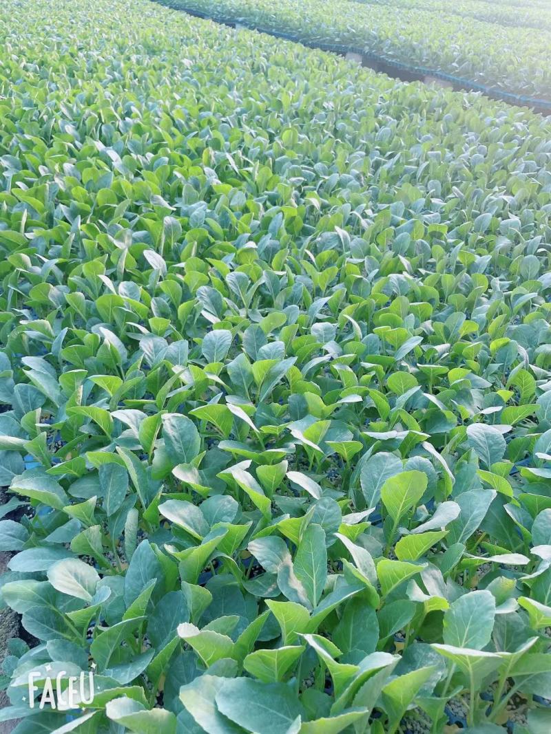 【精选】西兰花苗山东产地诚信服务提供种植技术发货方便