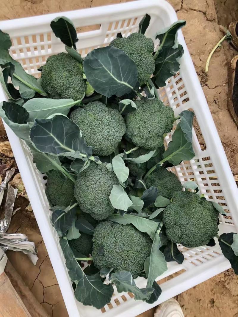 【精选】西兰花苗山东产地诚信服务提供种植技术发货方便