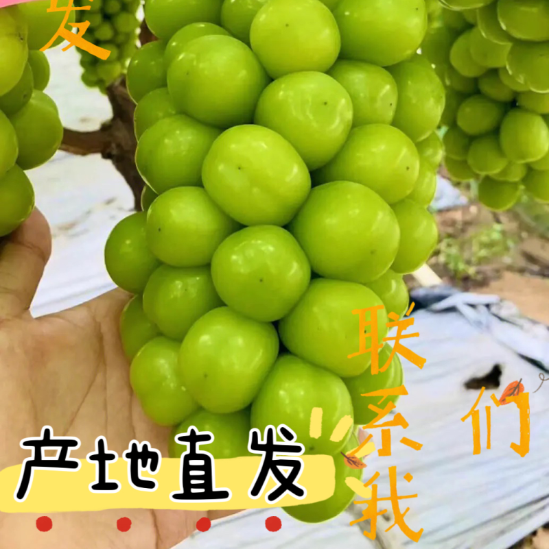 阳光玫瑰葡萄晴王葡萄万亩基地全国发货欢迎来电咨询
