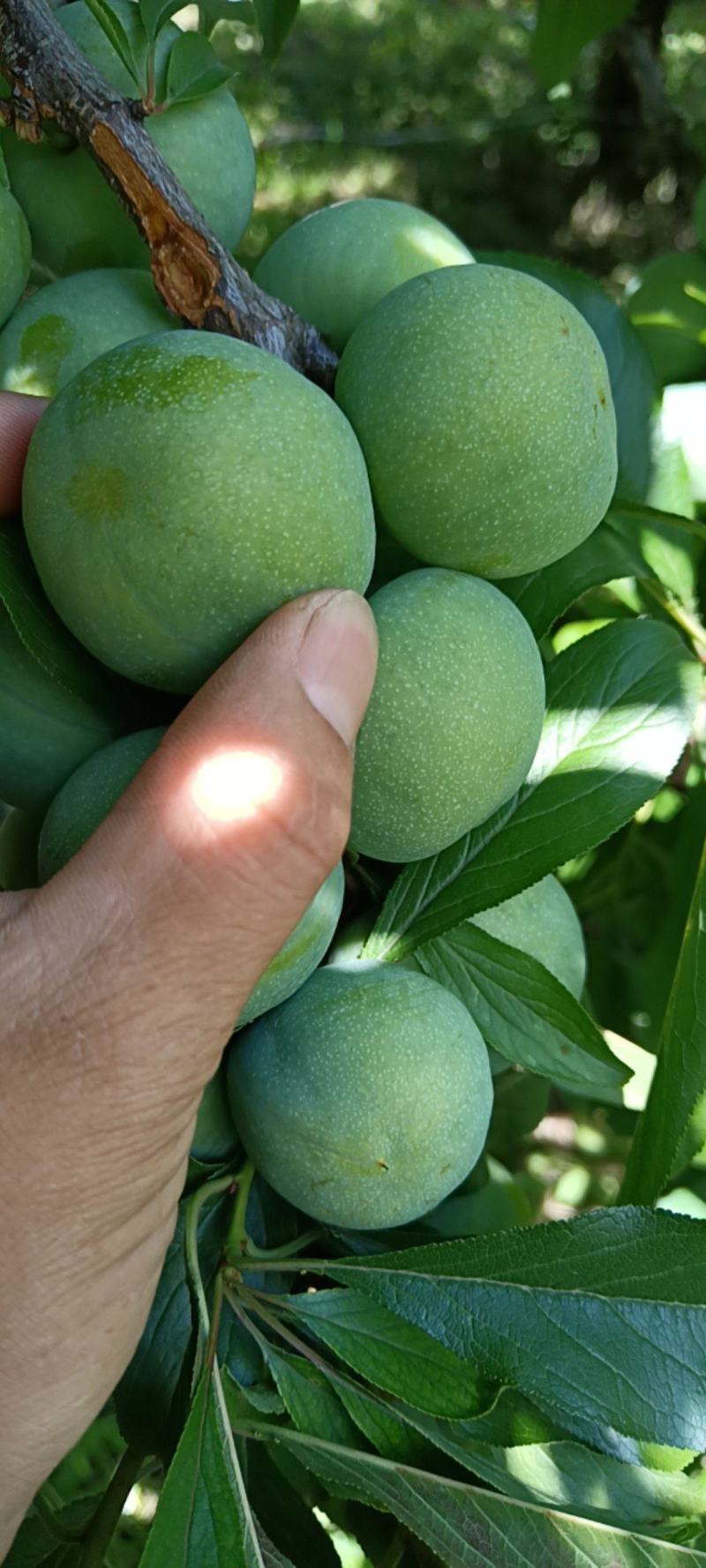 四川阿坝州茂县青脆李，！！阳光灿烂下的嘎嘣脆李子！