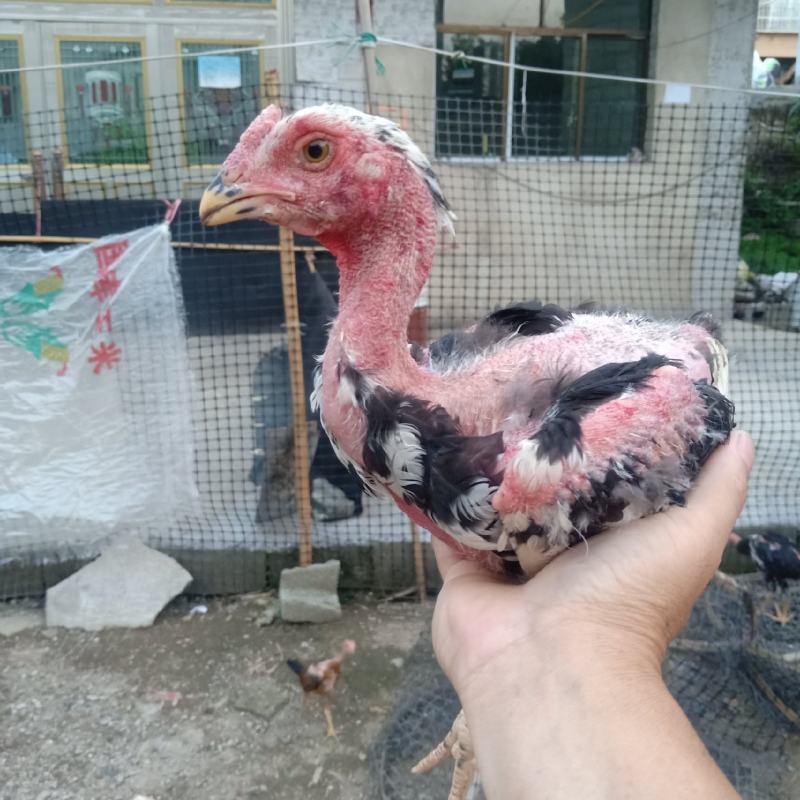 斗鸡出售