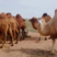 【骆驼】内蒙牧区放养骆驼对驼肉驼二岁子骆驼包售后