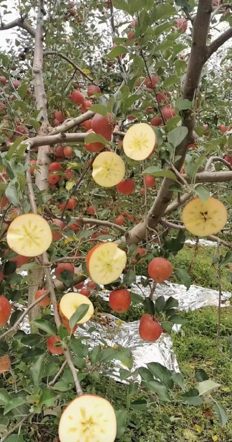 云南昭通冰糖心苹果红富士苹果，大量上市产地发货欢迎致电