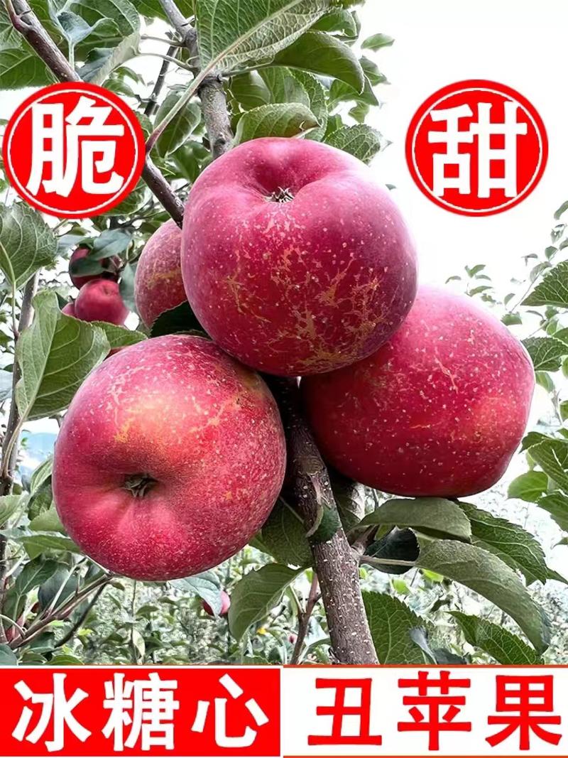云南昭通冰糖心苹果红富士苹果，大量上市产地发货欢迎致电