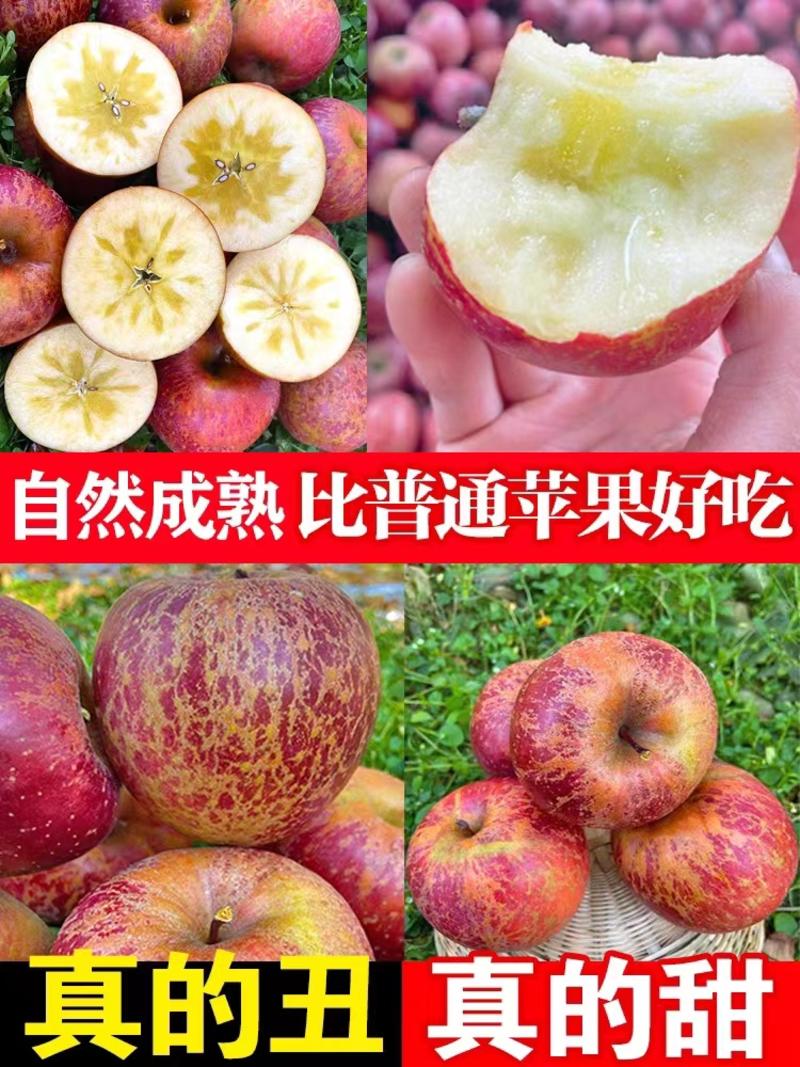 云南昭通冰糖心苹果红富士苹果，大量上市产地发货欢迎致电
