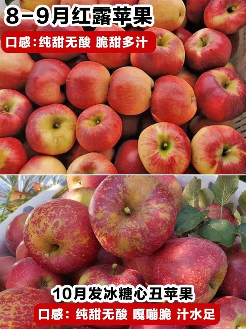 昭通苹果丑苹果冰糖心苹果商超供应电商团购一件代发
