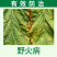 锦超瑞农50%氯溴异氰尿酸软腐真菌细菌病毒杀菌剂