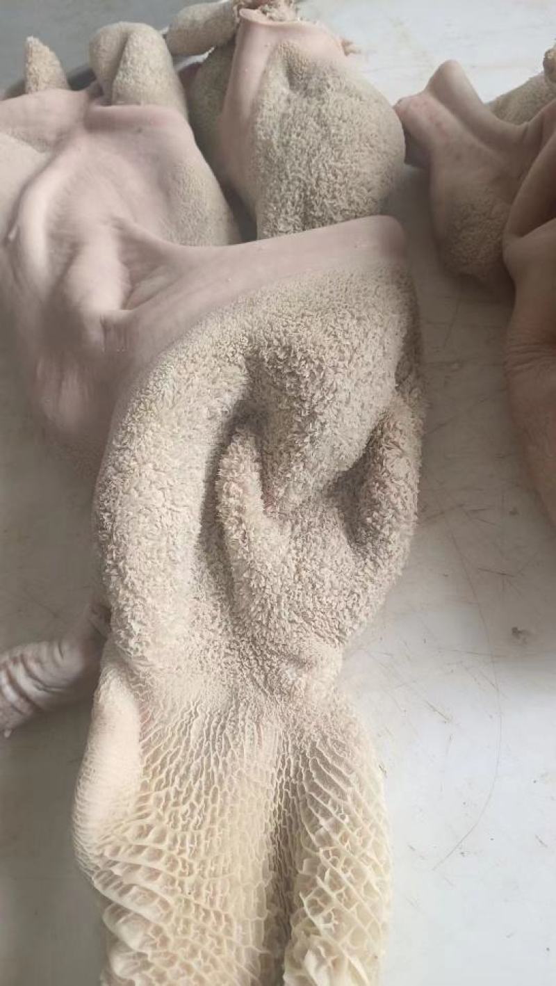 纯干熟牛肚，无油，，一手货源，厂家直销。高质量低价位。
