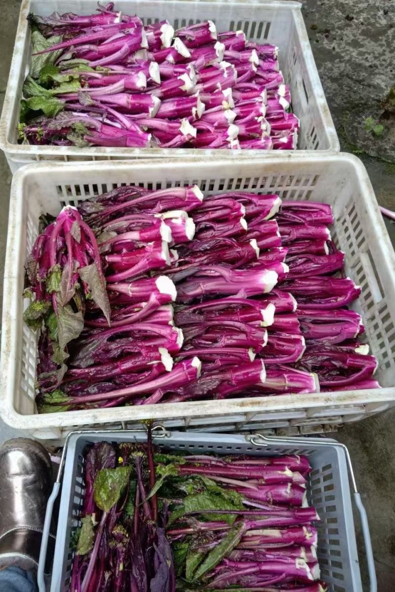 菜苔种子腊光粗苔一号粗胖型红油菜苔肉嫩味美产量高