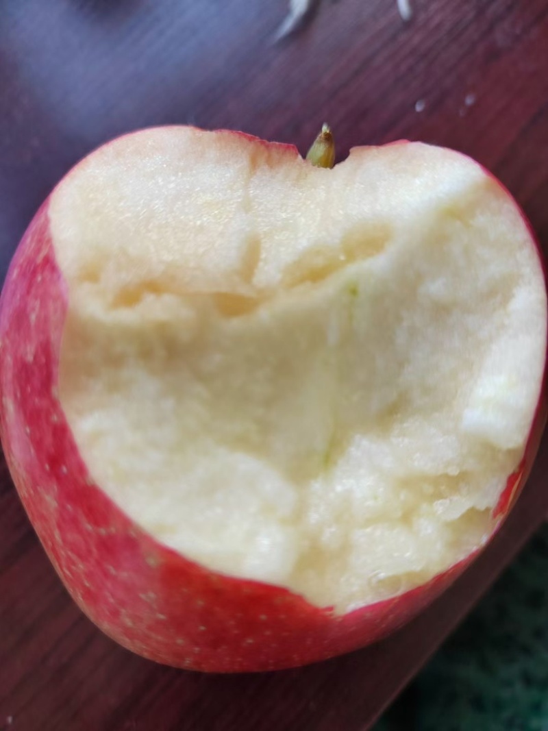 辽宁绥中鲁丽苹果颜色好口感甜脆大量上市中