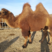 【骆驼】内蒙牧区放养骆驼对驼肉驼二岁子骆驼包售后