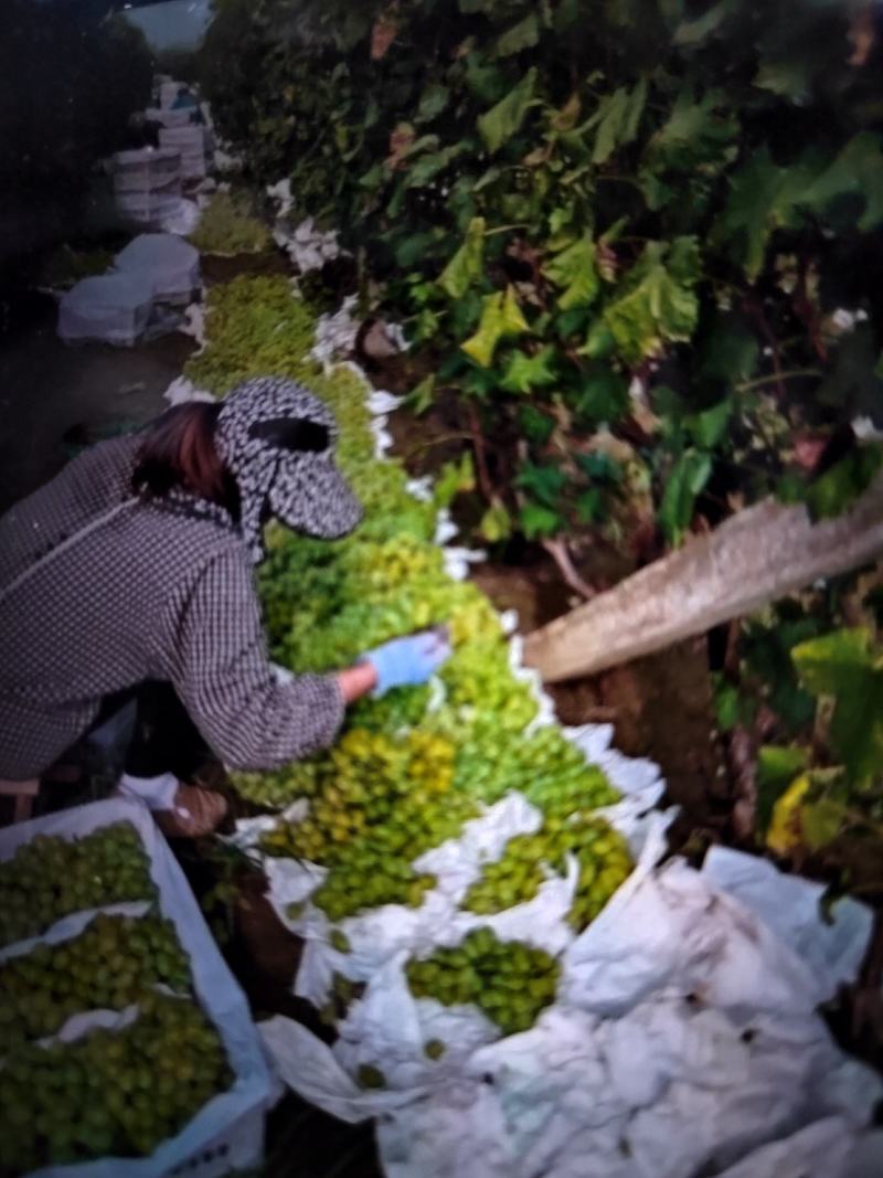 山西运城稷山青提葡萄已大量上市，欢迎各地老板前来选购