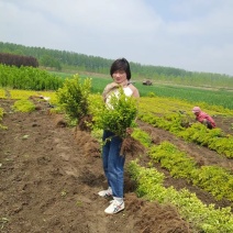 出售金叶女贞株高40-50公分大田地苗植株粗壮