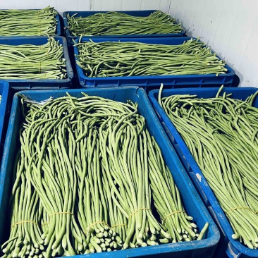 绿色食品有机豆角