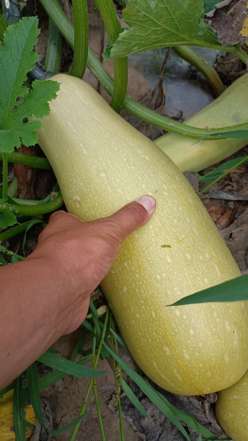 特大老西葫芦