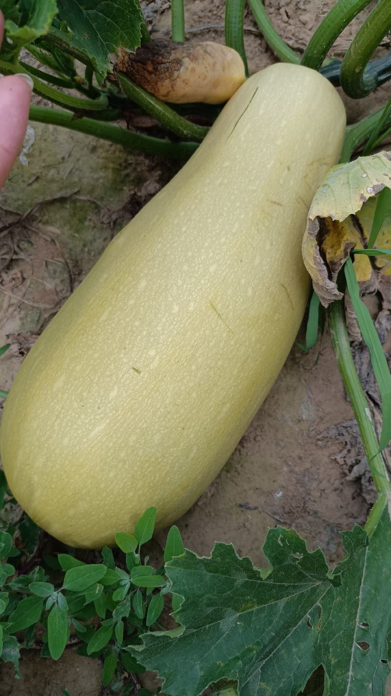 特大老西葫芦