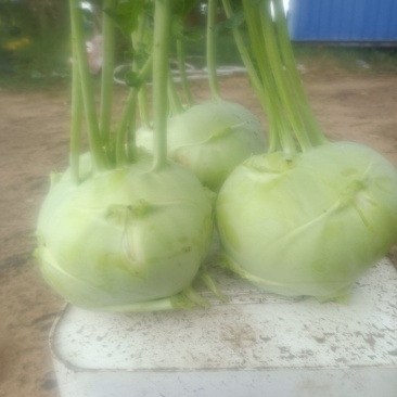 水果苤蓝