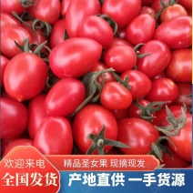 精品圣女果产地一手货源价格美丽品质保证欢迎致电