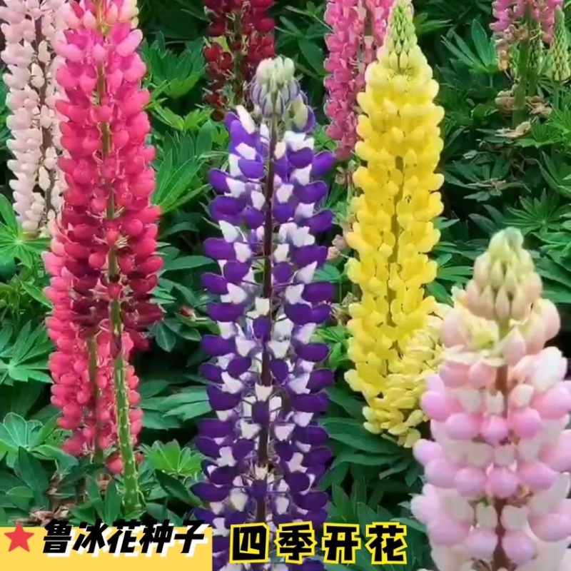 鲁冰花种籽羽扇豆种子四季开花鲁冰花花种子花海